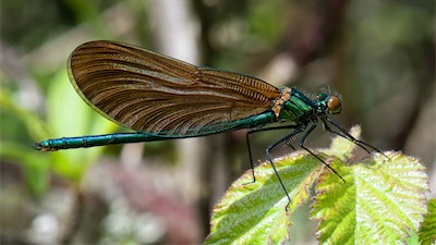 _DSC4026.jpg
